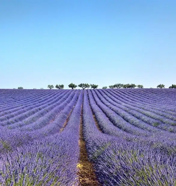 camping paca provence vallee valensole